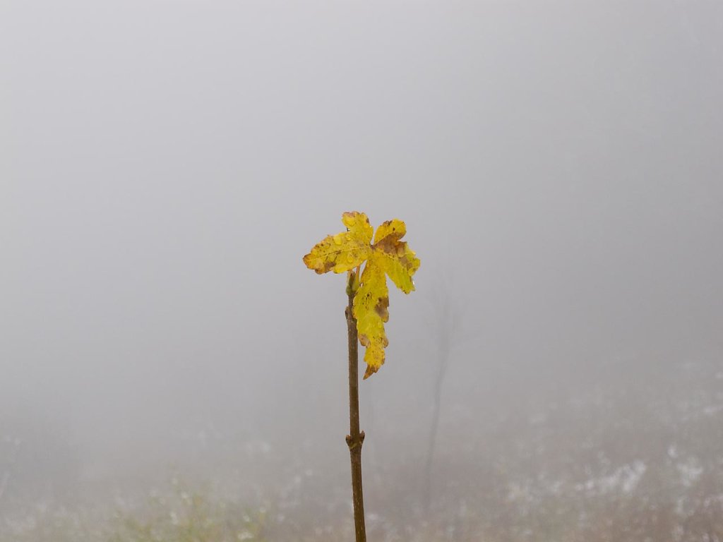 IMG-0041.jpg